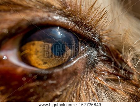 dog's eye macro detail, Yorkshire Terrier brown dog close-up Yorkshire Terrier brown color doggie. Expressive doggy look
