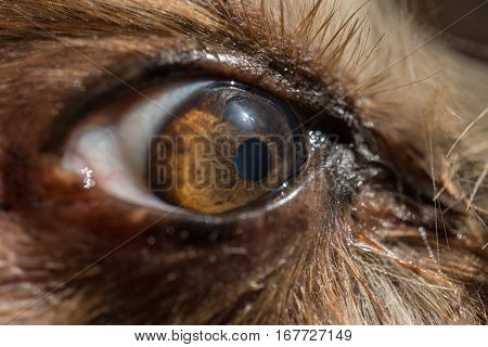dog's eye macro detail, Yorkshire Terrier brown dog close-up Yorkshire Terrier brown color doggie. Expressive doggy look