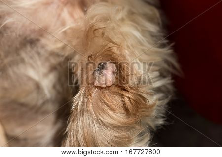 Wart on dog paw, possibly caused by age, skin alteration, close-up macro detail