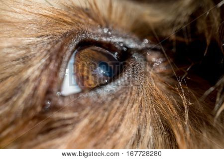 dog's eye macro detail, Yorkshire Terrier brown dog close-up Yorkshire Terrier brown color doggie. Expressive doggy look