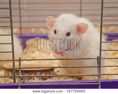 Cute funny big-eared rat in a cage (shallow DOF selective focus on the rat nose and eyes)