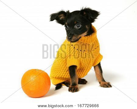 Small Cute Brown Russian Toy Dog Wearing Dress Sitting On White Background.