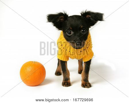 Small Cute Brown Russian Toy Dog Wearing Dress Sitting On White Background.