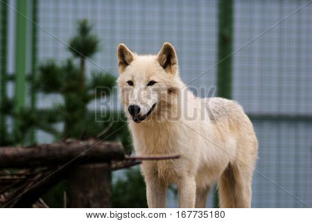 Big white wolf in the zoo looking for something