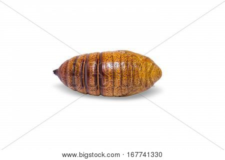 Cricula Silkmoth Pupa