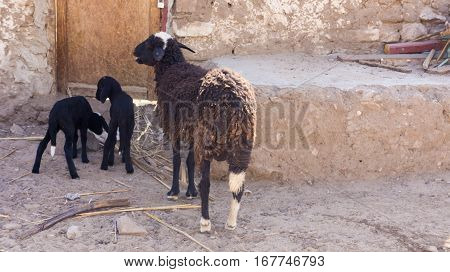 Egyptian ghetto, old big sheep is guarding its two baby sheeps