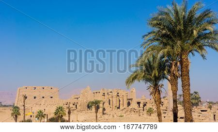 Palms in front of ancient temple of Egypt