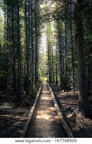 Forest trail leading to sunlight in Rocky Mountain National Park, Colorado.