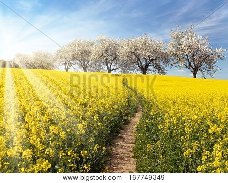 Rapeseed canola or colza field with parhway and alley of flowering cherry trees and sun - Brassica Napus - plant for green energy and oil industry