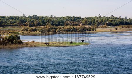 Egypt Nile cruise, a nice view from the boat to shore. Animals are feeding