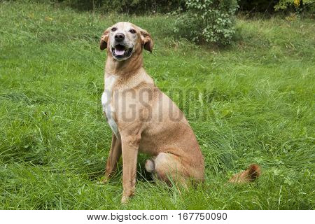 A brown dog sitting in the grass.