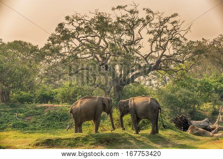Sri Lanka: group of wild elephants in jungle of Yala National Park