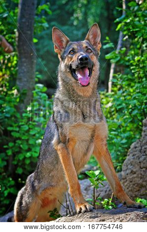 happy dog german shepherd blue sky summer happy walk green grass smile pet puppy forest