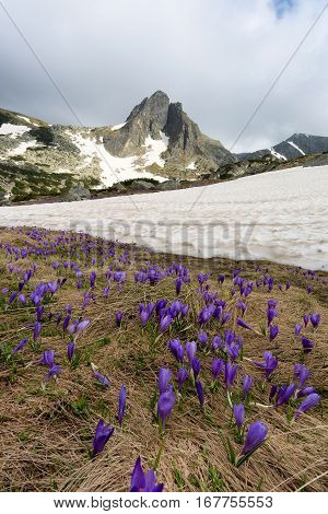 Field of spring time crocuses and Haramiya peak in the Rila Mountains Bulgaria