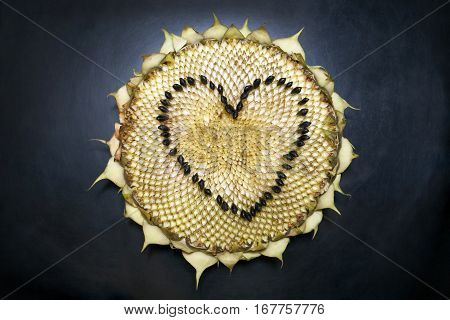Sunflower head on a black background. Heart shape made from the seeds.