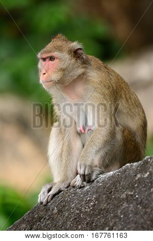 beautiful long-tailed macaque (Macaca fascicularis) on rock hill