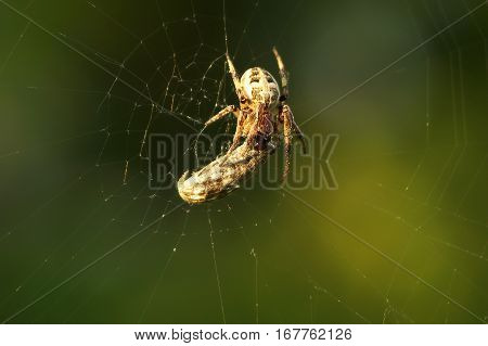 Spider moth caught and tangled in the web after the bite close