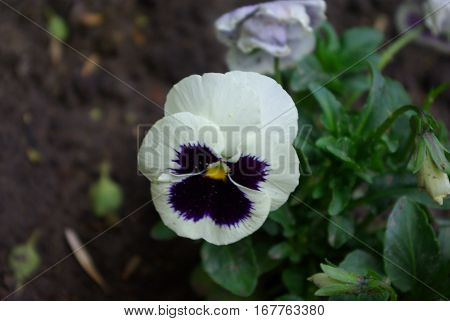 Black and white pansy flover on the ground