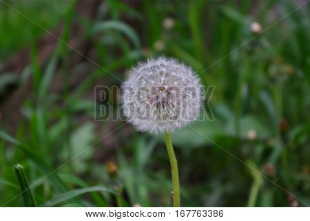 Nice Little Dandelion flover blooming on ground