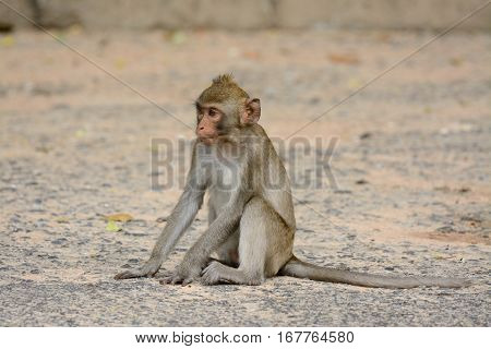 beautiful long-tailed macaque (Macaca fascicularis) on ground