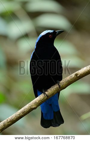 beautiful male Asian Fairy Bluebird (Irena puella) resting in branch