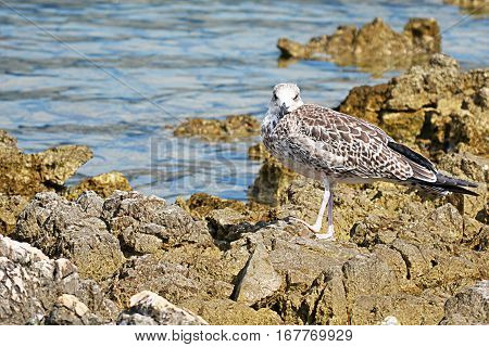 Seagul on the shore of island Rab in Croatia
