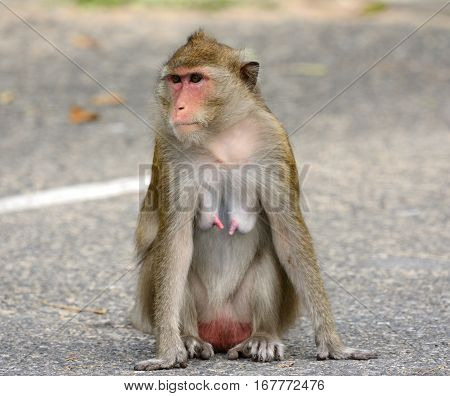 beautiful long-tailed macaque (Macaca fascicularis) on ground