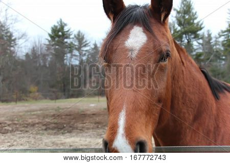 brown horse with white star on forehead in a field with trees