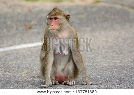 beautiful long-tailed macaque (Macaca fascicularis) on ground