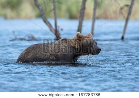 Alaskan Brown Bear Wading