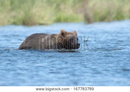 Alaskan Brown Bear Wading