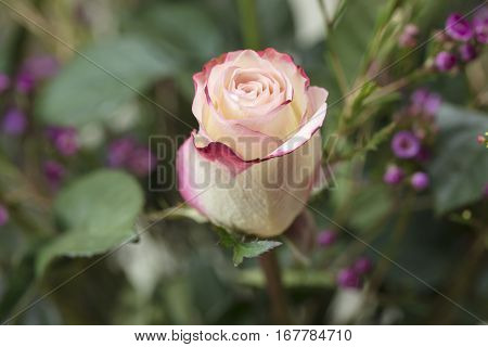 Bouquet of white and pink Roses and Waxflower for a holiday gift