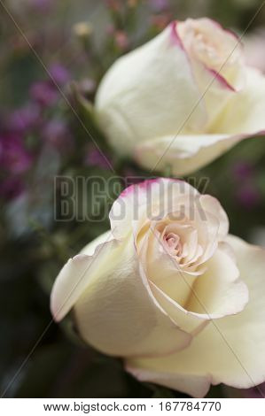 Bouquet of white and pink Roses and Waxflower for a holiday gift