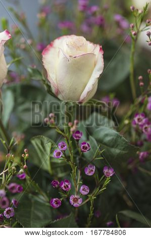 Bouquet of white and pink Roses and Waxflower for a holiday gift
