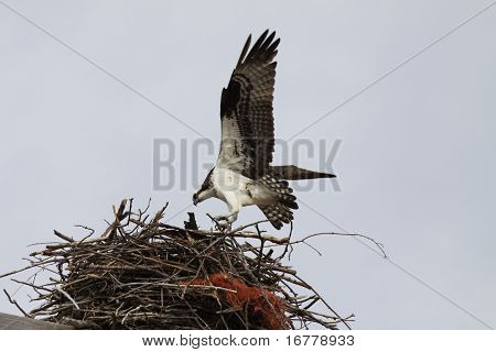 Osprey (Nord America)
