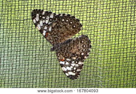 Grey Crapper Butterfly
