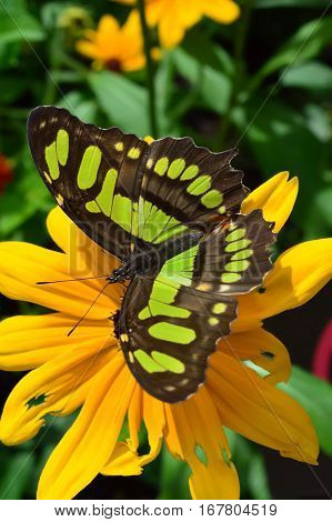 Florida Malachite Butterfly On The Sunflower