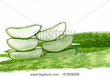 Sliced Aloe Vera (Aloe barbadensis Mill.Star cactus Aloe Aloin Jafferabad or Barbados) a very useful herbal medicine for skin care and hair care.