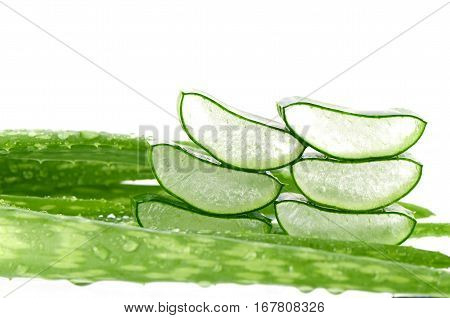 Sliced Aloe Vera (Aloe barbadensis Mill.Star cactus Aloe Aloin Jafferabad or Barbados) a very useful herbal medicine for skin care and hair care.