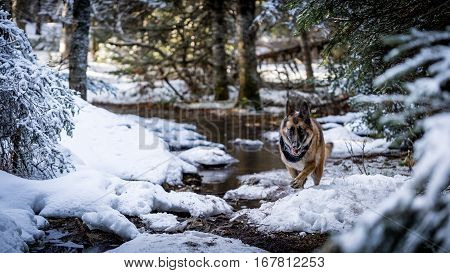 German Shepherd Dog Running Down Trail