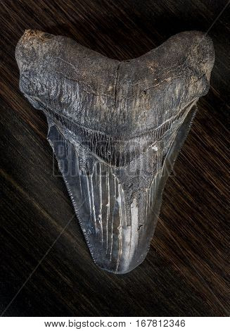 Fossilized Megalodon Shark Tooth On Dark Background
