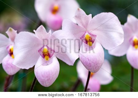Beautiful white and soft violet orchids in nature.