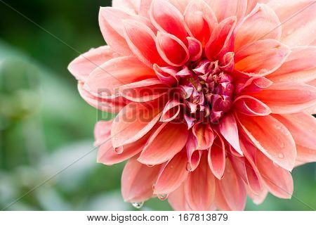 Closeup pink orange dahlia (dalia) petals flower with water drop in nature.