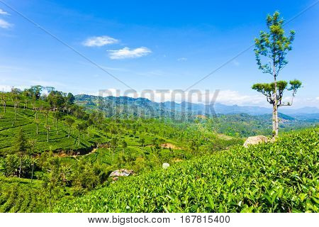 Haputale Tea Plantation Valley Mountains View H