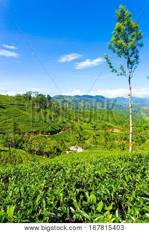 Haputale Tea Plantation Valley Mountains View V