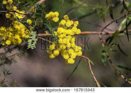Acacia Flowers Close Up. Australian Wattle In Spring