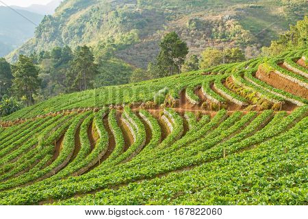Strawberry garden at Doi Ang Khang , Chiang Mai, Thailand