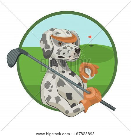 Dog Dalmatian loves to play Golf is a favorite sport on the green field to roll the ball in the hole and breathe fresh air!