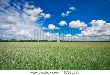 Beautiful landscape with field of rye and blue sky with clouds.