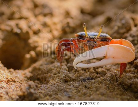 Uca vocans Fiddler Crab walking in mangrove forest at Phuket beach Thailand